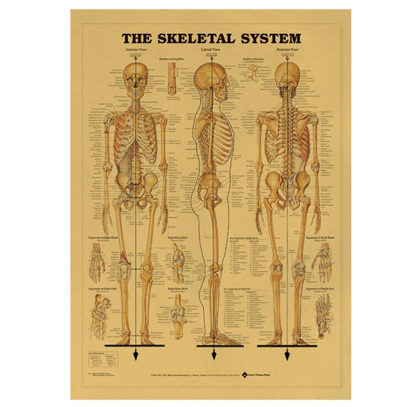 Vintage Het Skelet Systeem Med - Home Decor Indonesia recensie en prijs